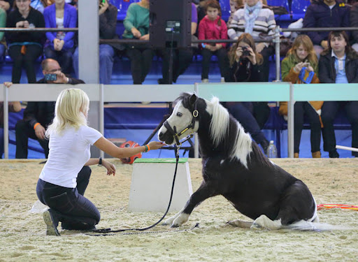 馬匹博覽會，馬展現(xiàn)場，莫斯科馬博覽會現(xiàn)場